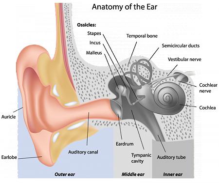 anatomy chart 1b