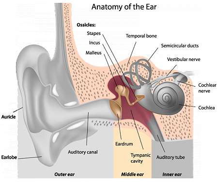 anatomy chart 2b