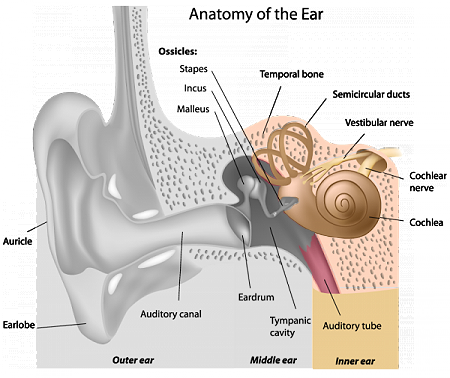 anatomy chart 3b